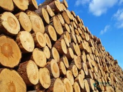 哪里有體育場(chǎng)木地板較好的品牌